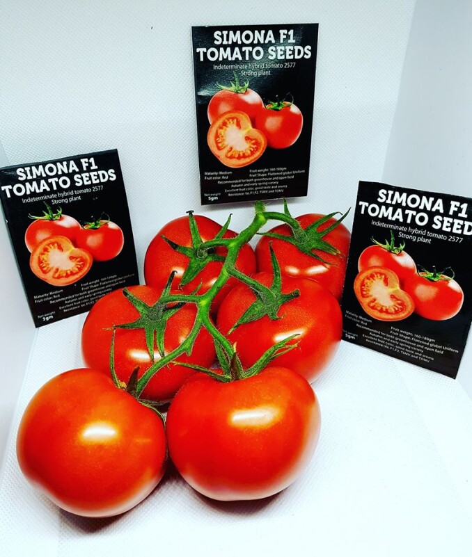 SIMONA F1 TOMATO