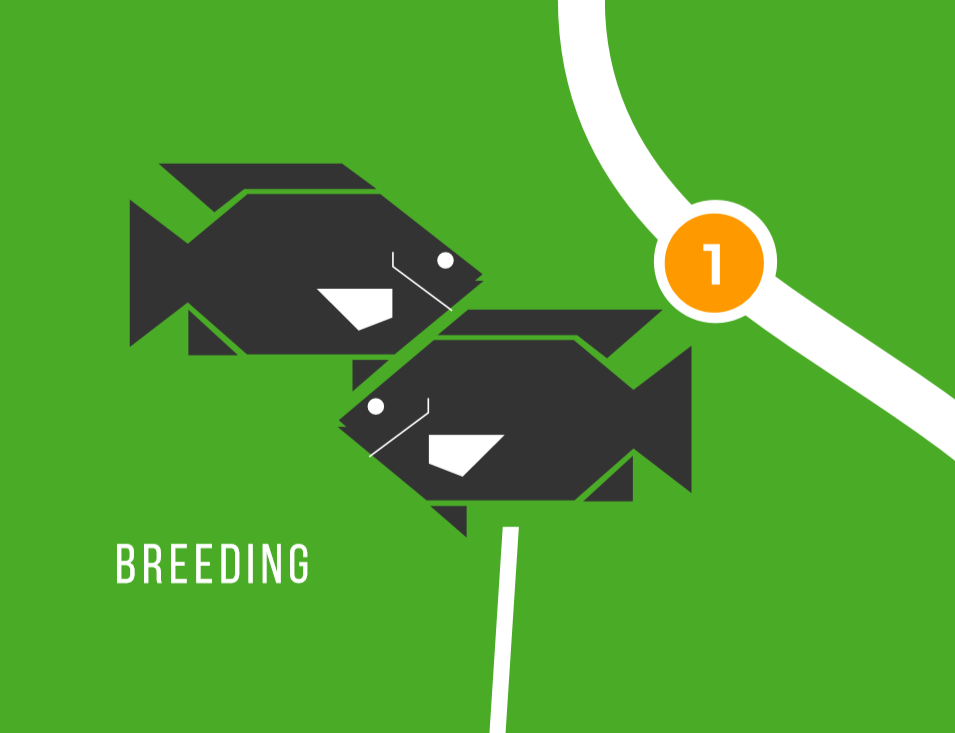 THE TILAPIA'S JOURNEY. Growing Tilapia for Sale (presentation)