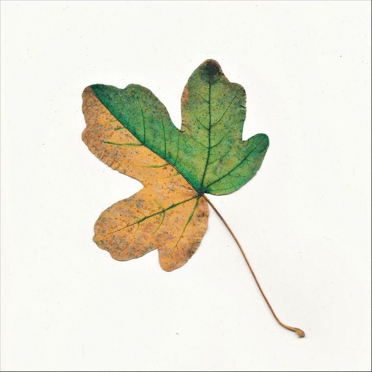 Wax Blockchain NFT leaves artwork