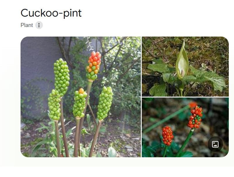 Beware of Poisonous Berries in Jungle