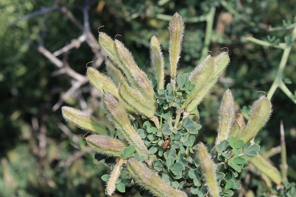 Newly discovered plant