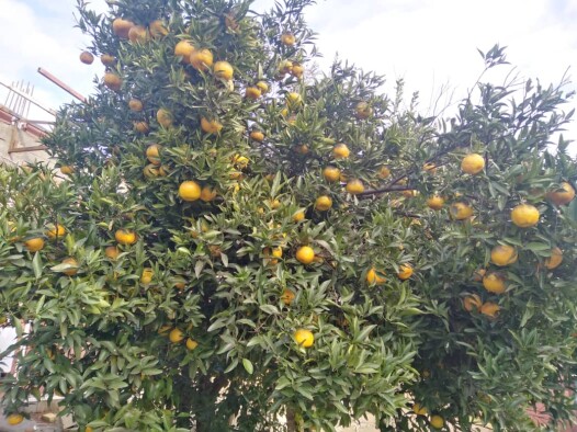 Photography of  Nature, garden, Real Life story