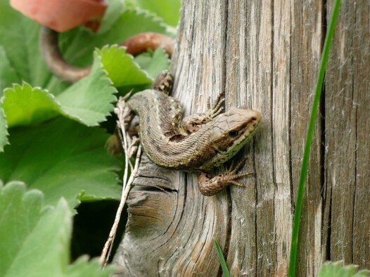 Sand Lizard