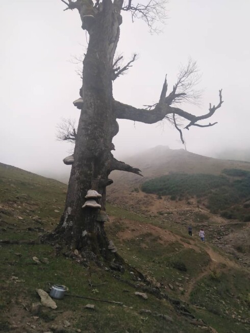 One of The Most Dreamy Routes &amp; Fog | Asalem-Khalkhal |
