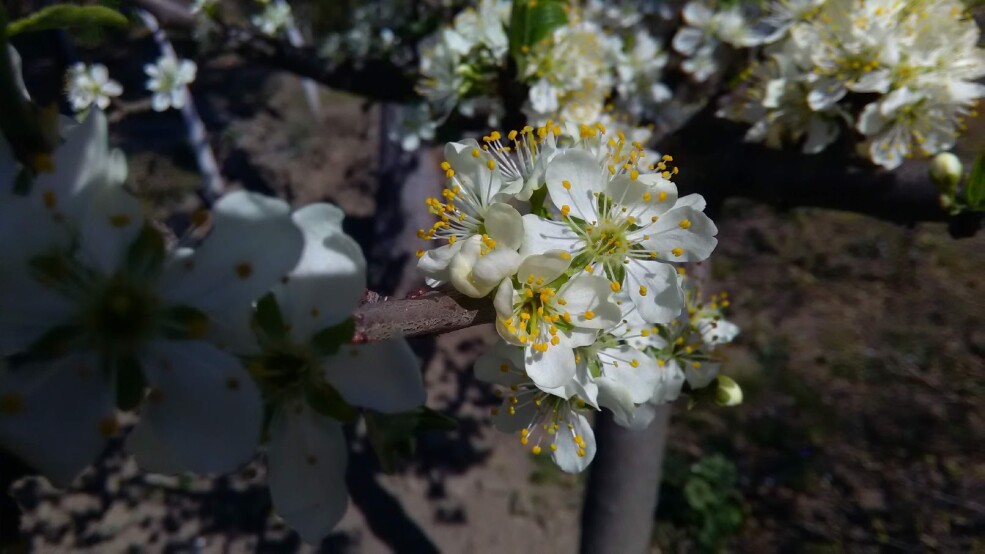 Plum tree flower detail