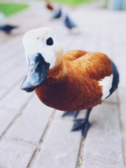 Brave duckling