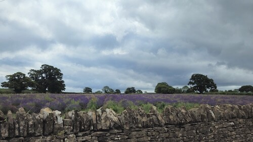 Lavender field