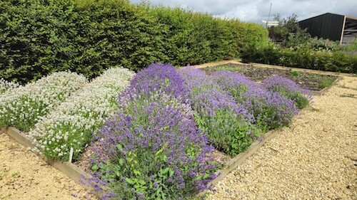 white lavender