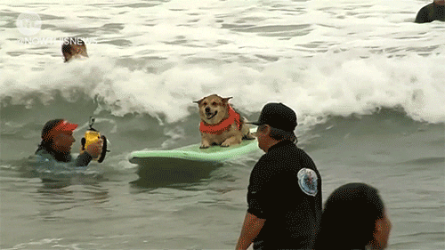 db407c836c4fbebe65e243b99abdd96c61baa6f4016f4efb206f45e7b956ae13.gif
