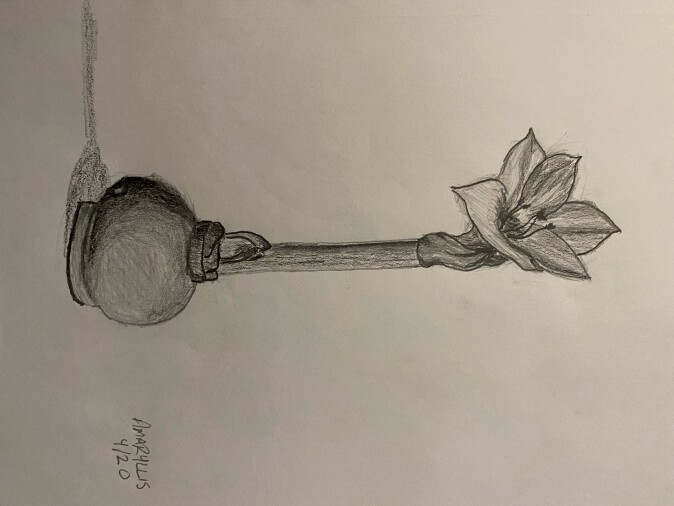 Amaryllis - pencil sketch