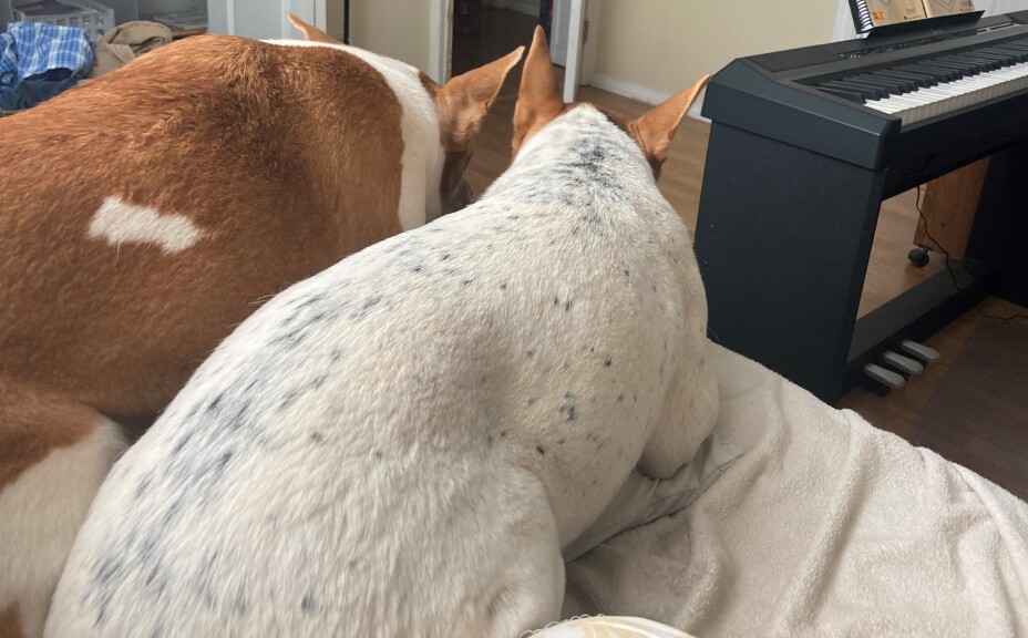 They have gotten big but still lounge on my bed.