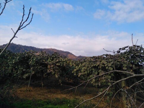 Photography of  Nature, garden, Real Life story