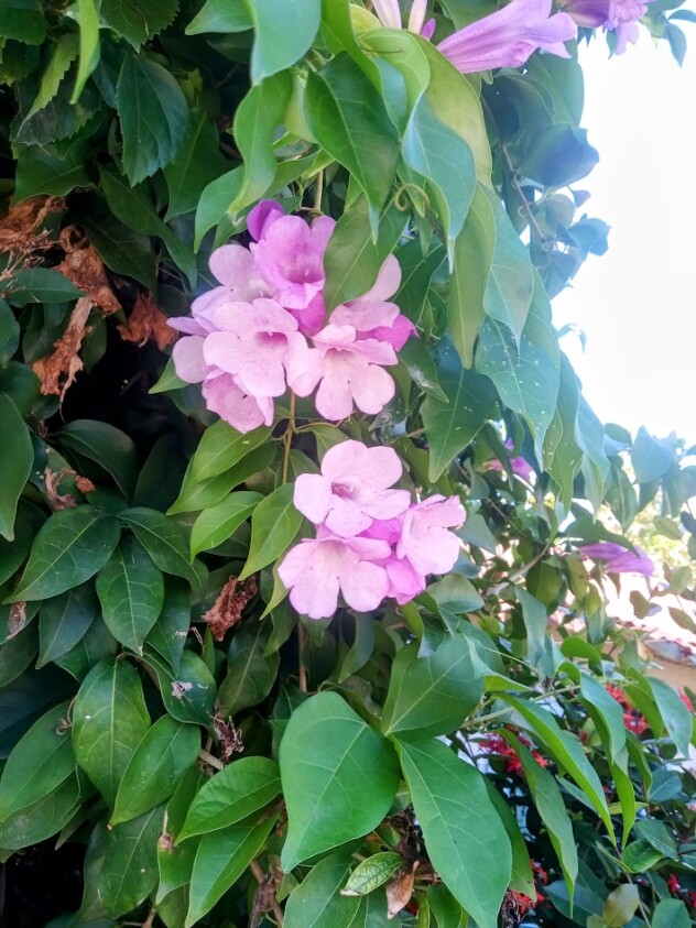 Vine