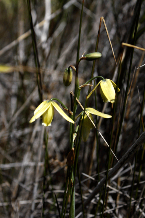 Albuca
