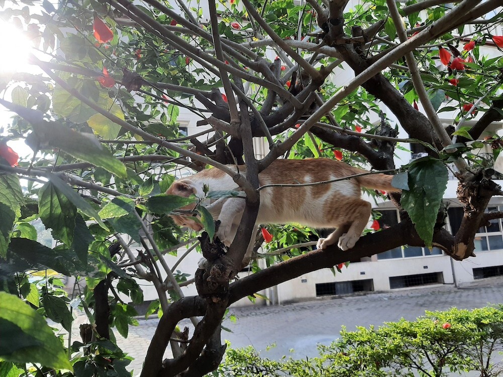 photography, nature, pet, cat, life