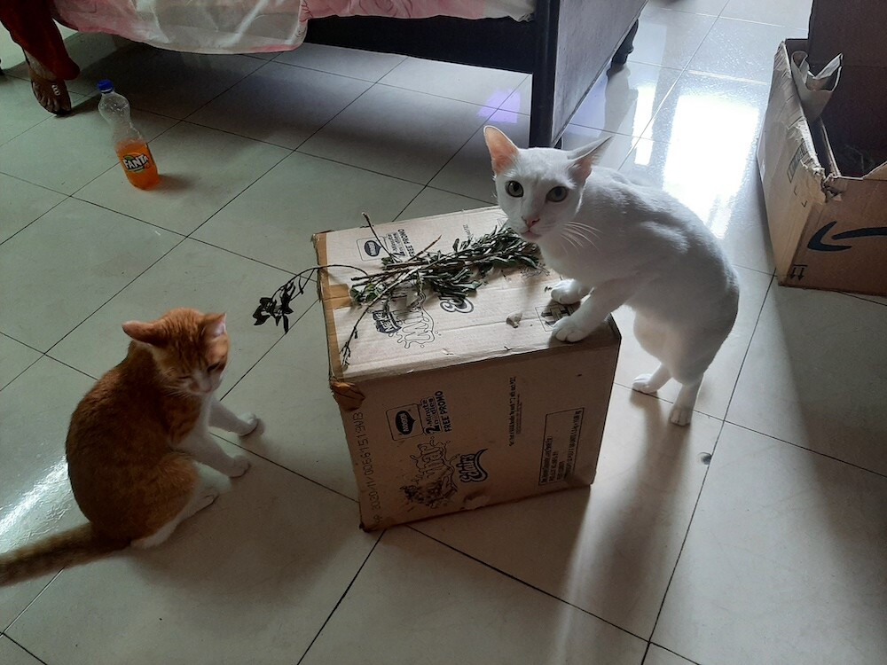 pet, cat, lifestyle