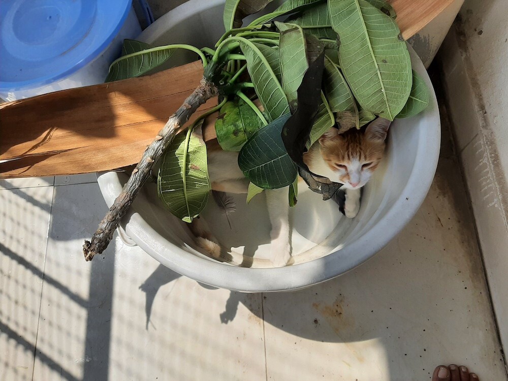 photography, nature, pet, cat, life
