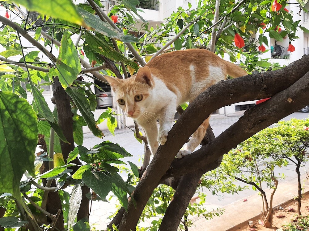 photography, nature, pet, cat, life