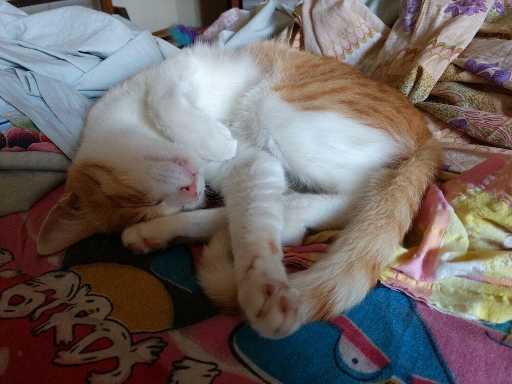 cat, pet, photo, life