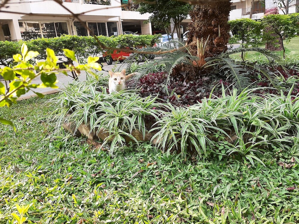 photography, nature, pet, cat, life