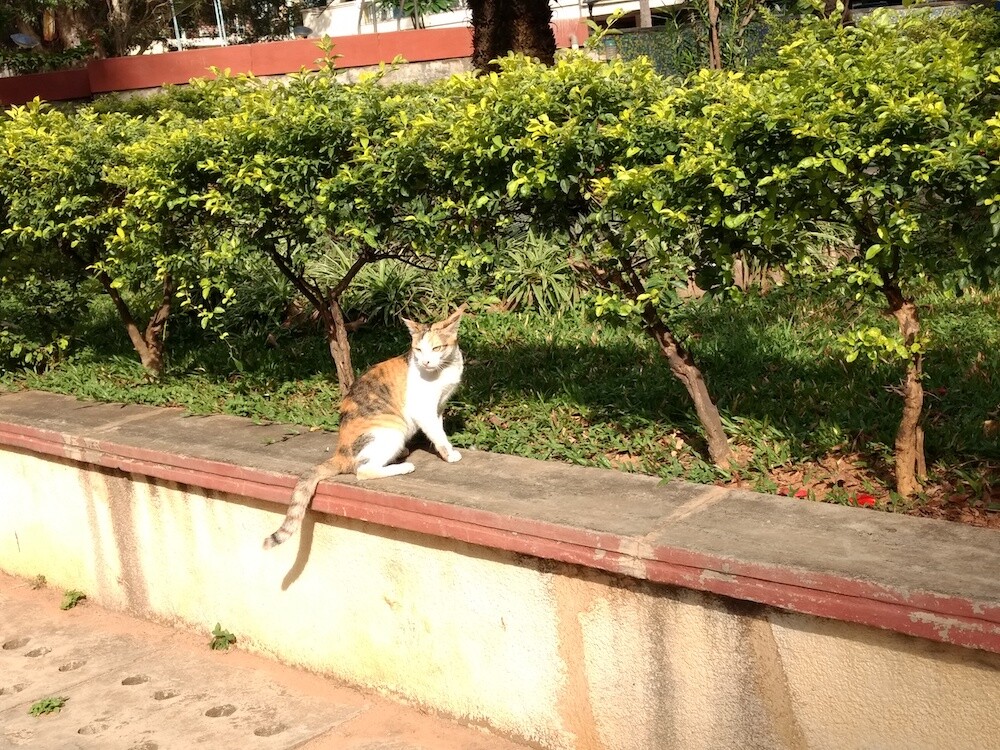 cat, pet, nature, photography