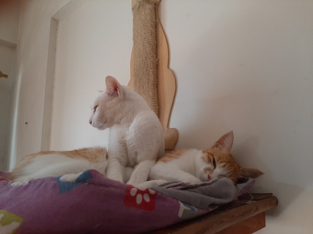 cat, pet, photography, life, caturday