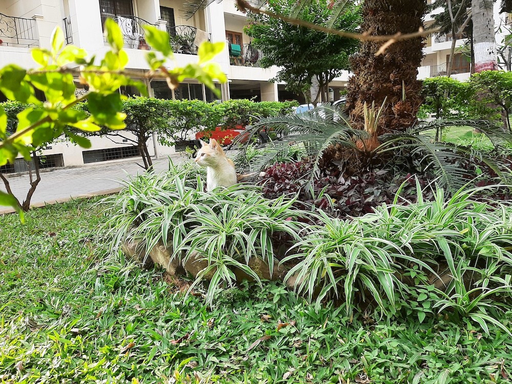 cat, pet, nature, photography