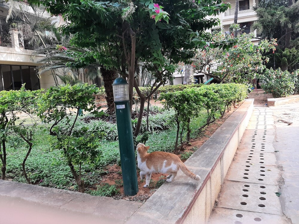 photography, nature, pet, cat, life, greenery