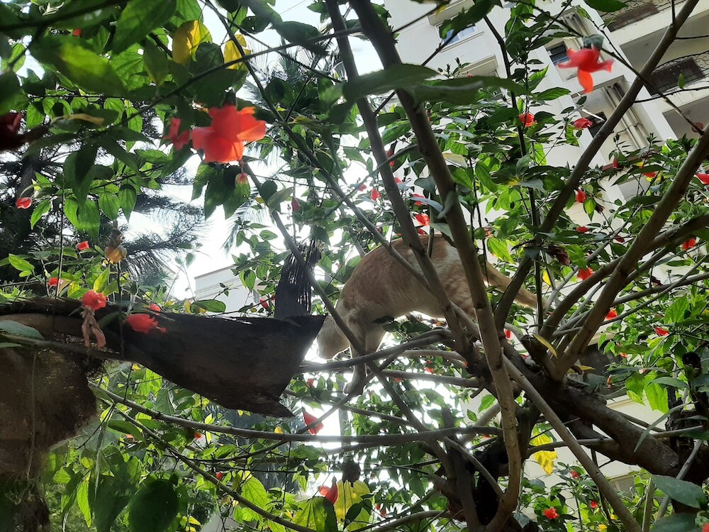 photography, nature, pet, cat, life