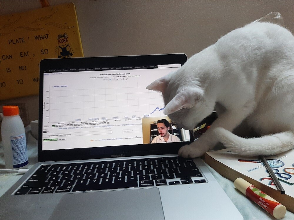 pet, cat, caturday, photography, life