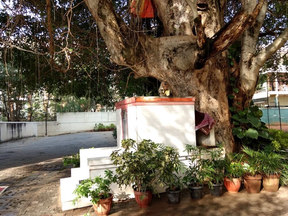 nature, greenery, mornings, environment, monkey