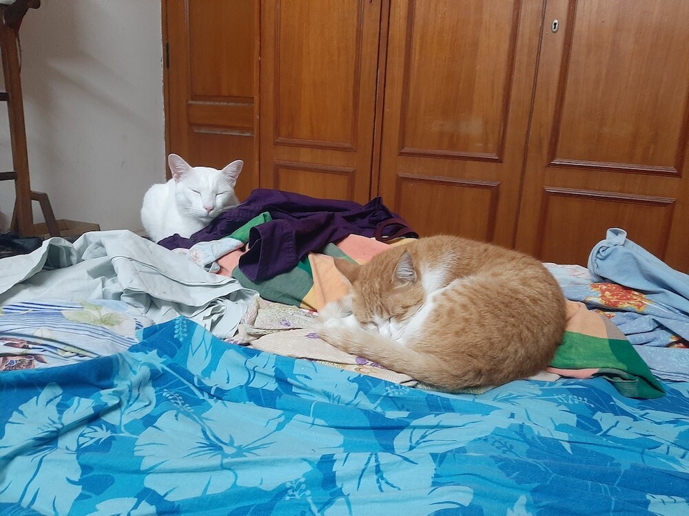 pet, cat, lifestyle, caturday
