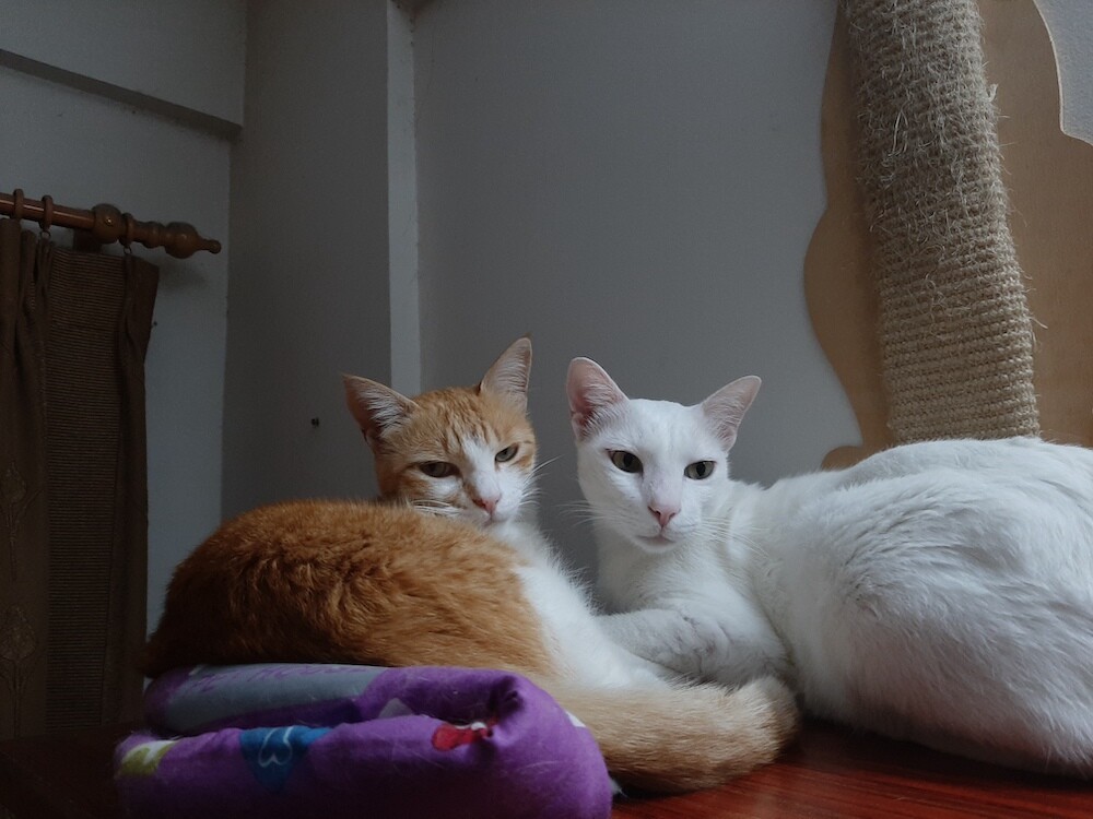cat, pets, animal, photography
