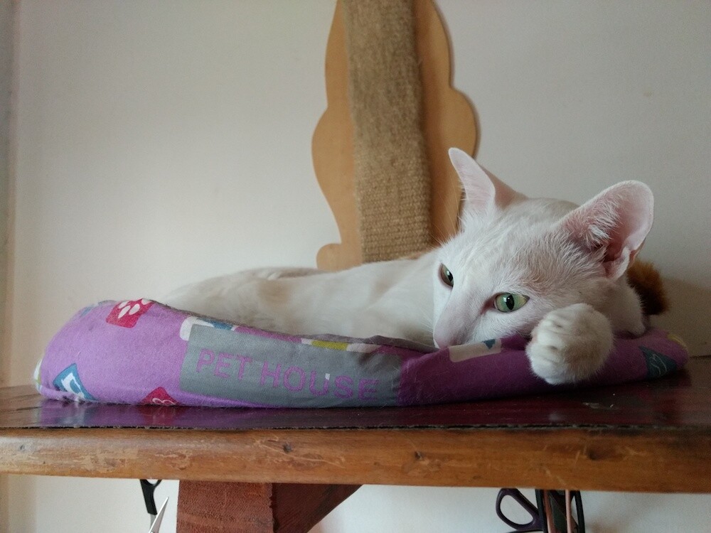 cat, pet, animal, photo