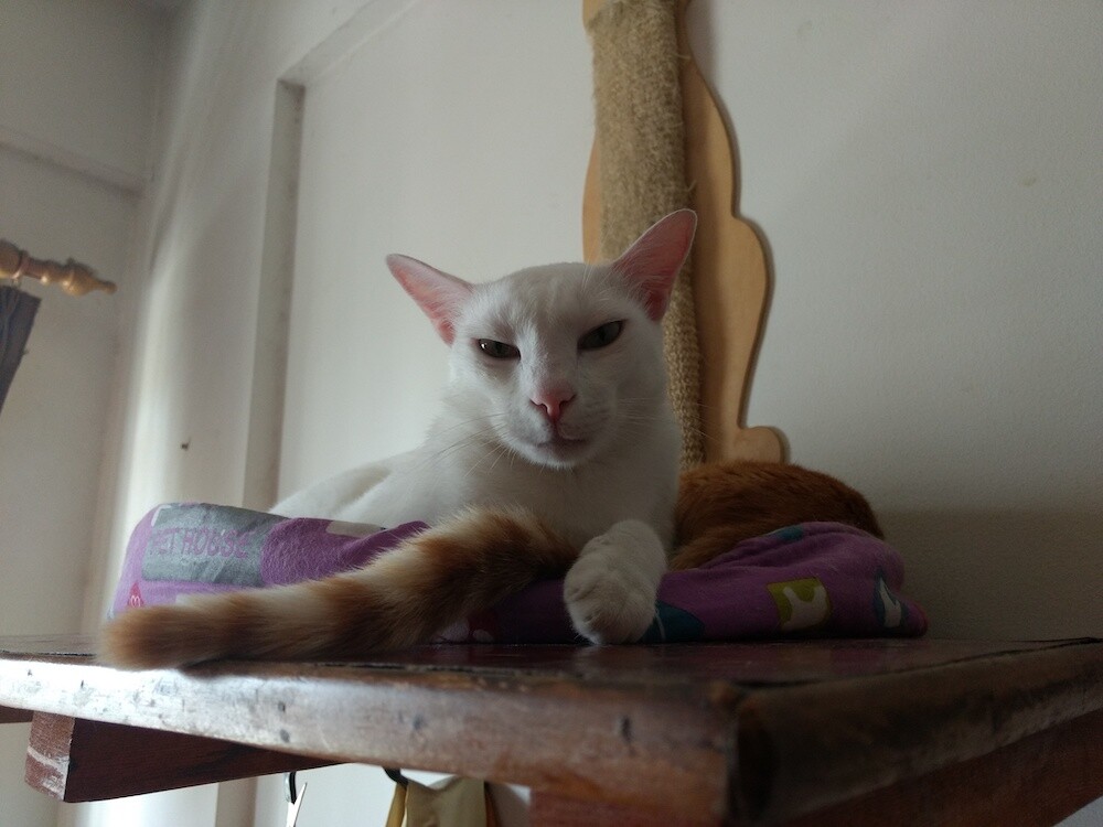 cat, pet, photo, life