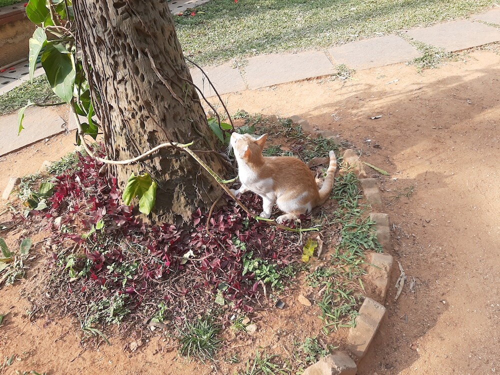 photography, nature, pet, cat, life