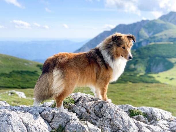 Lassie the Border Collie