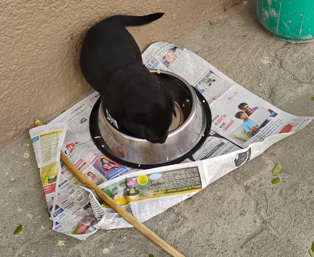 pup doggy Labrador foster