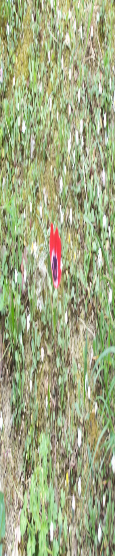 3143414223-ec545cede06e0b4e7eb625579fe74a77528e5034bc495ac3c40ce15a9b10ef91.jpeg