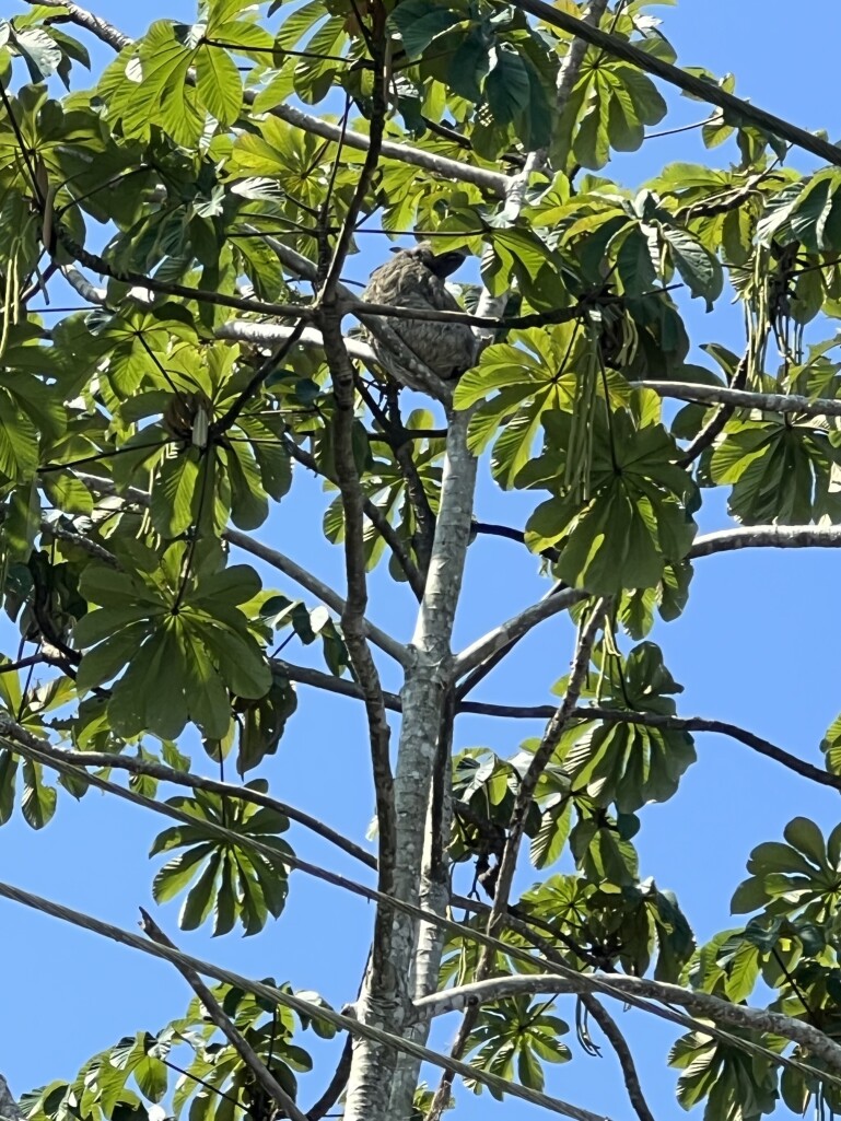 And the second time we stopped to look, also on a tree, how a sloth lives. I saw a sloth for the first time in my life. This is so cute! There is also a video of it below. But in the photo you can see how he sits on a branch.