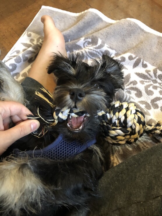 Cutie playing with toy