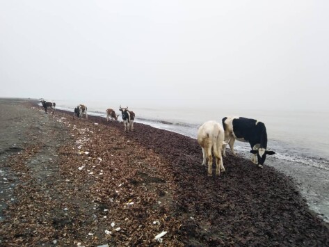 Riding in the Fog, Once Again, An Invisible Adventure