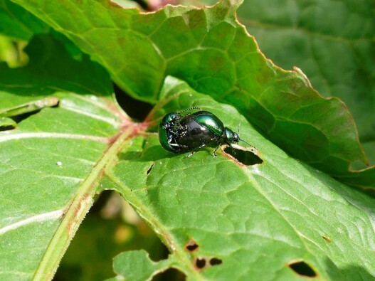 green bugs