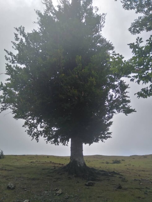 One of The Most Dreamy Routes &amp; Fog | Asalem-Khalkhal |