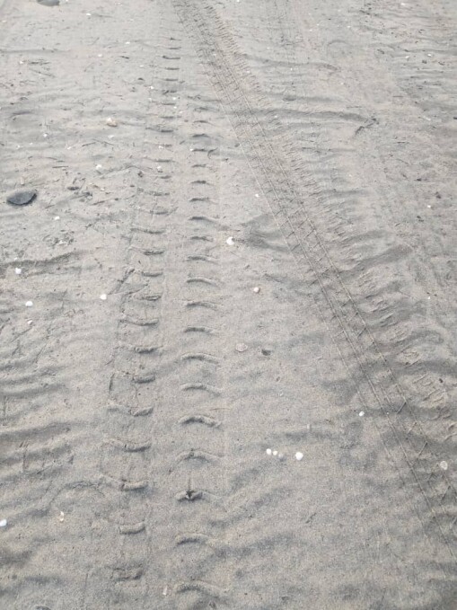 Yes! the mysterious footprints belonged to a sleepy turtle that wanted to reach the waves of the sea.