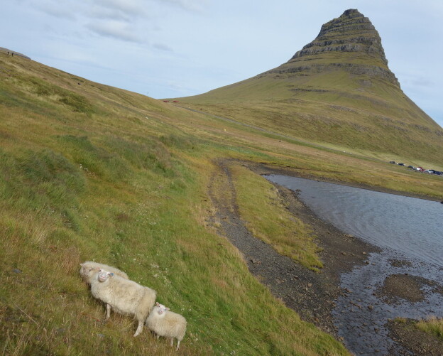 Sheep love to pose in front of camera