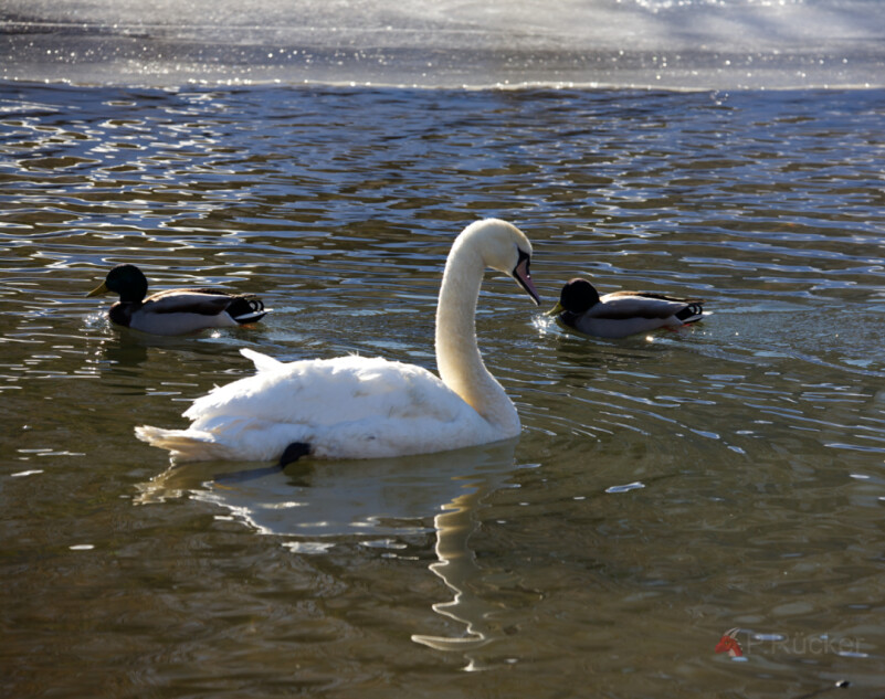Swan with some ducks