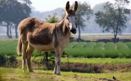Burro