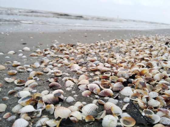 The Most Divine Seashell Beach I Could Find | North of Iran Nature