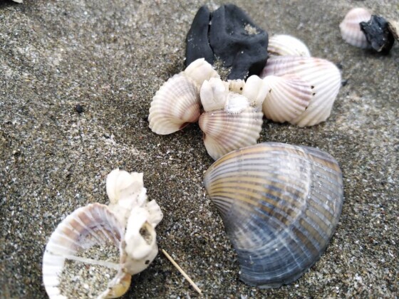 The Most Divine Seashell Beach I Could Find | North of Iran Nature
